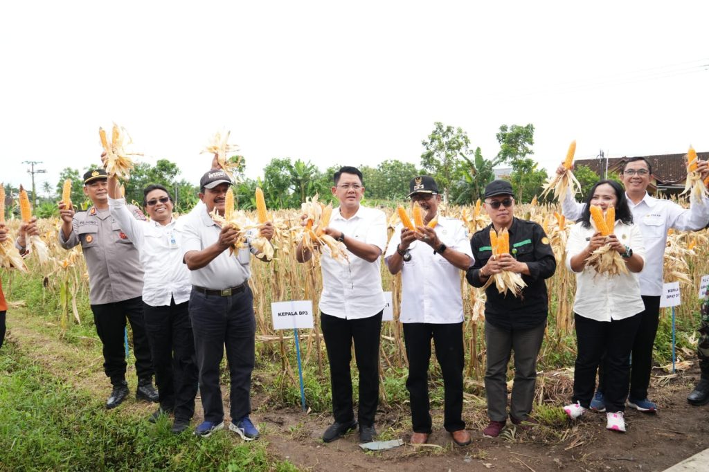 Wabup Sleman Ajak Petani dan Pemerintah Berkolaborasi Tingkatkan Produktivitas Jagung